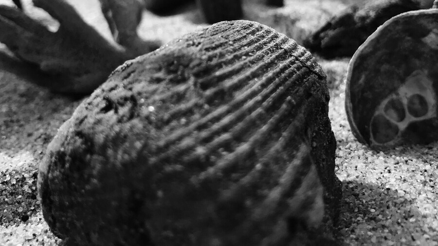 Old Wood and amazing sculptures on the sand...