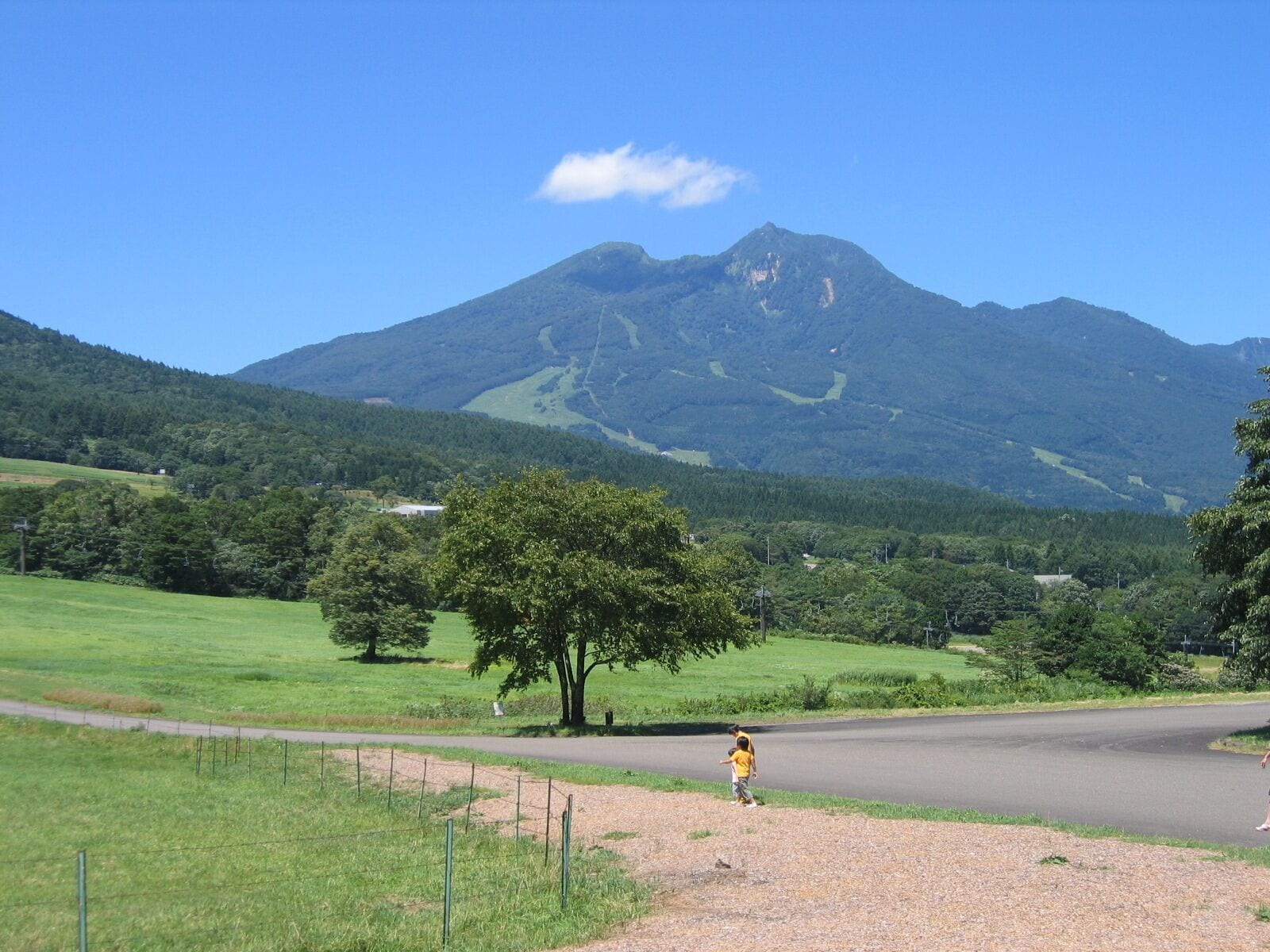 A rural landscape with a road, a large tree, and a mountain in the background.