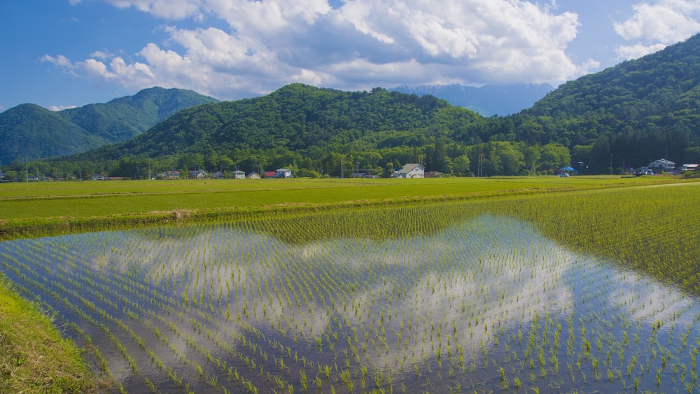 A rice paddy field with mountains in the background.