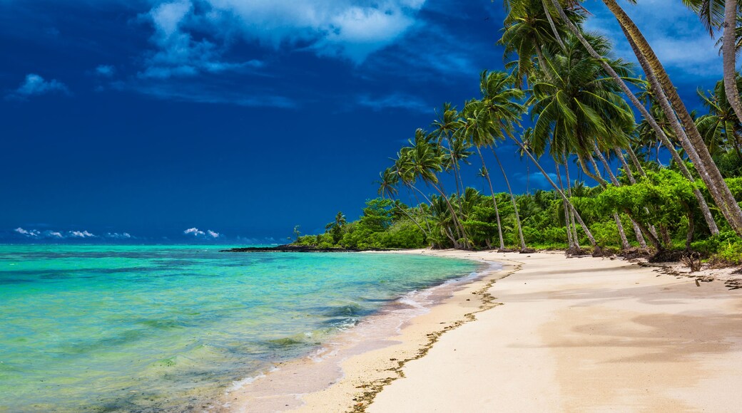 Ein tropischer Strand mit klarem türkisblauem Wasser, Sandstrand und hohen Palmen.