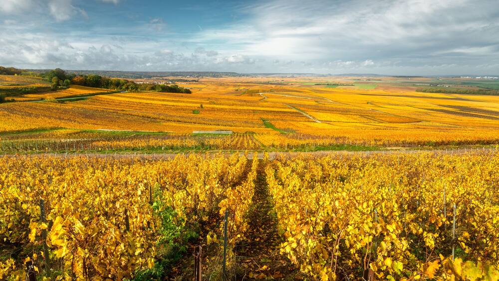 Bright autumn colors in Champagne vineyards, France