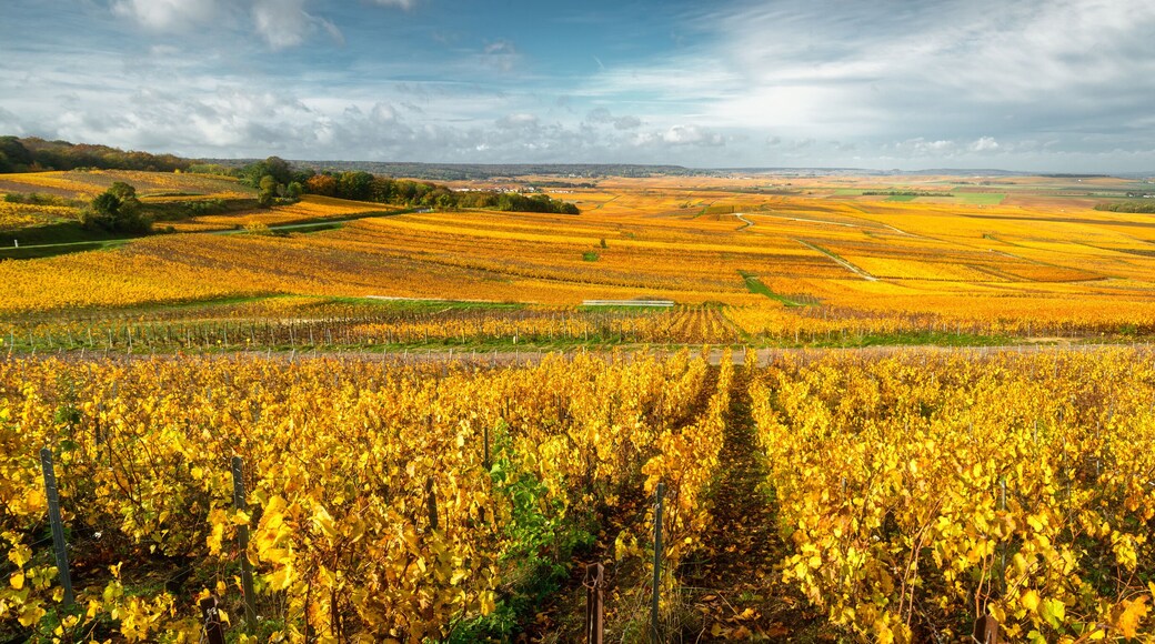 Bright autumn colors in Champagne vineyards, France