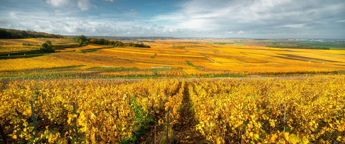Bright autumn colors in Champagne vineyards, France