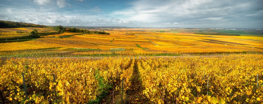 Bright autumn colors in Champagne vineyards, France