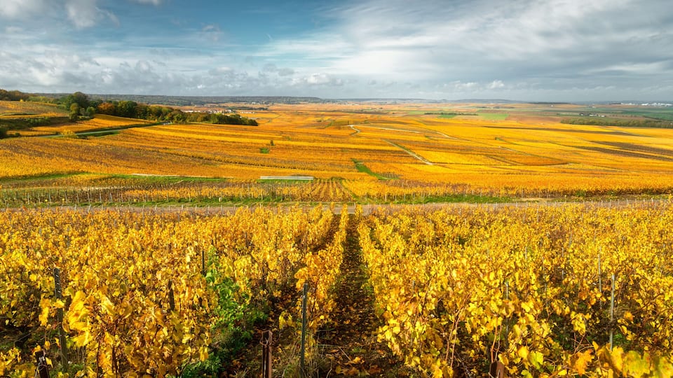 A vineyard with rows of grapevines under a partly cloudy sky.