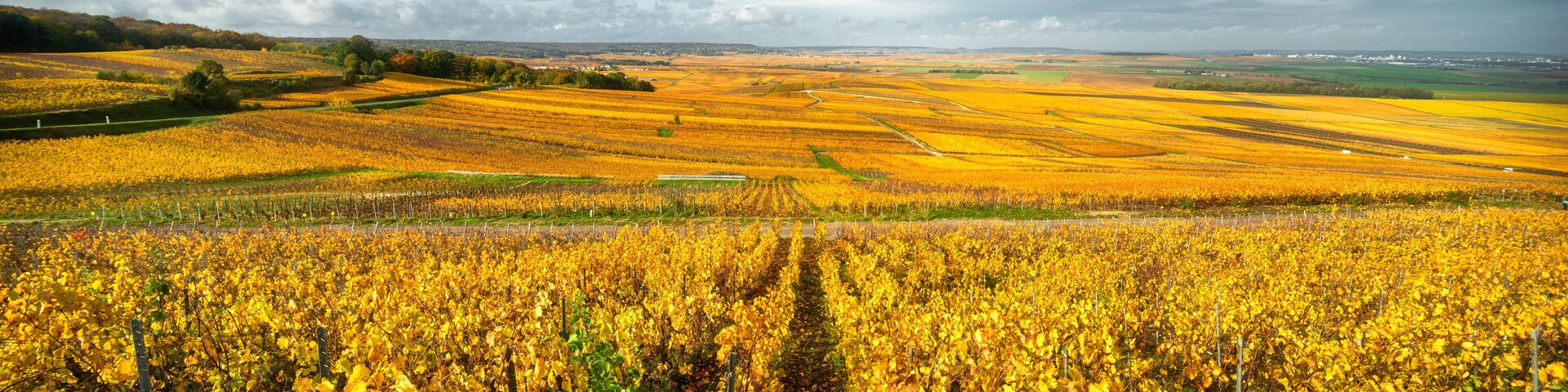 Bright autumn colors in Champagne vineyards, France