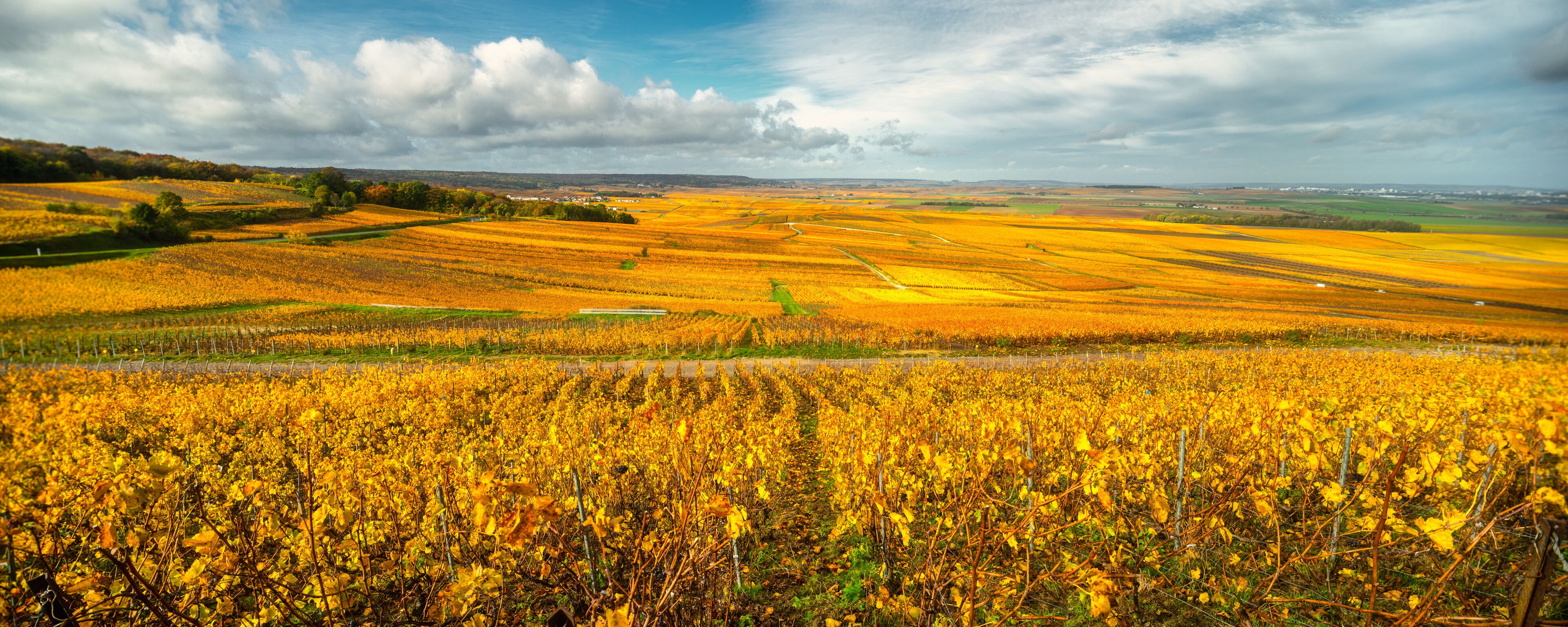 Beautiful yellow champagne vineyard near Reims, France