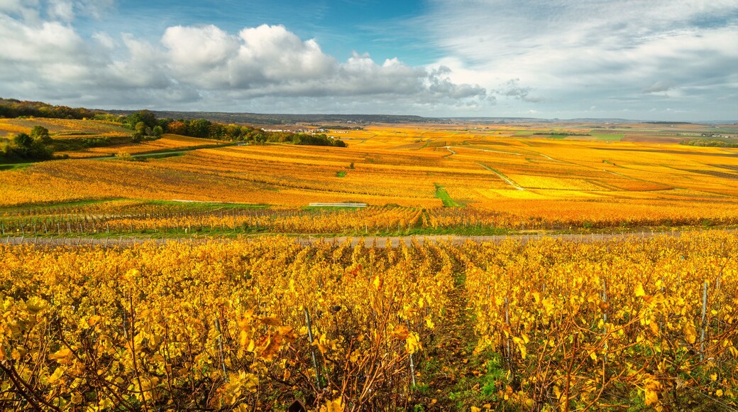 Beautiful yellow champagne vineyard near Reims, France