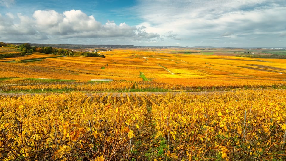 A vineyard with rows of grapevines under a partly cloudy sky.