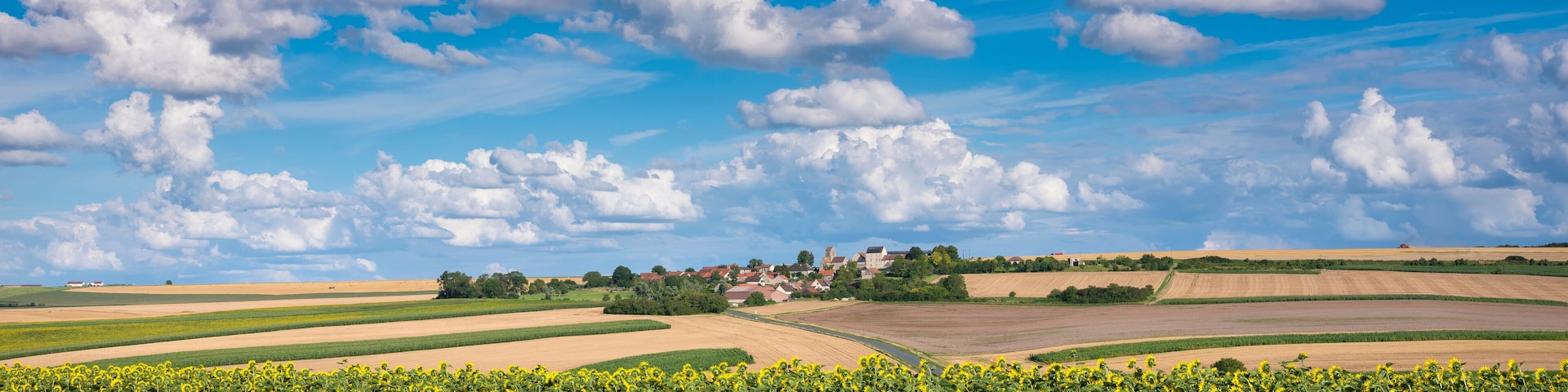 sunflower in french countryside south of reims under blue sky in summer
