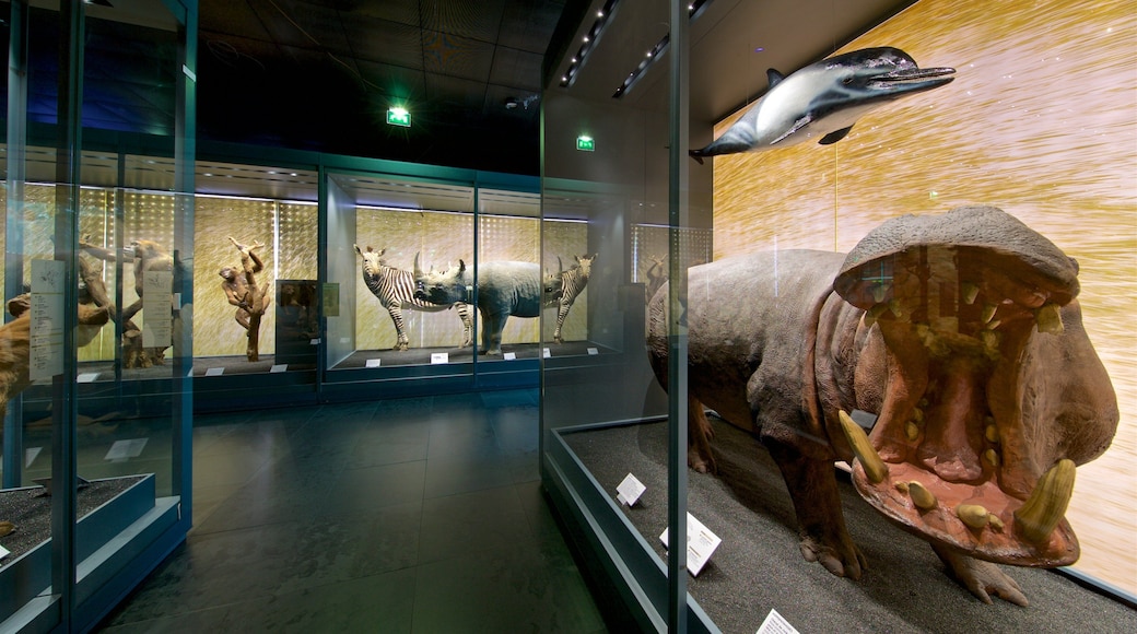 Museum of Toulouse showing interior views