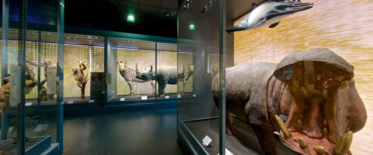 Muséum de Toulouse mit einem Innenansichten