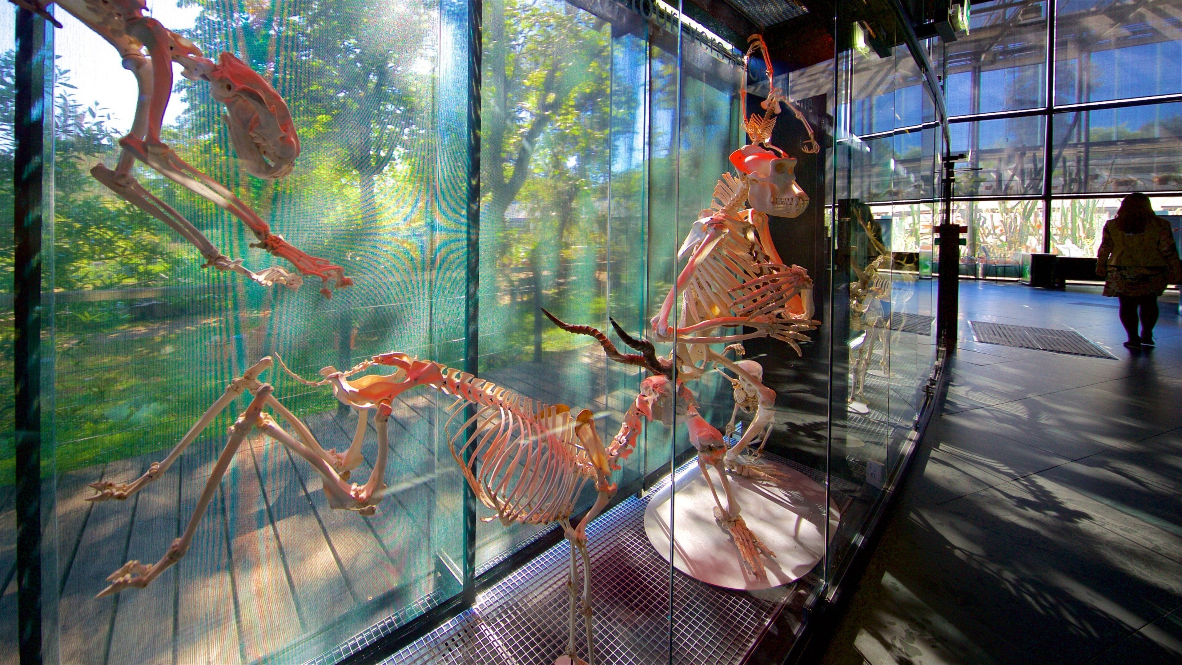Museum of Toulouse showing interior views
