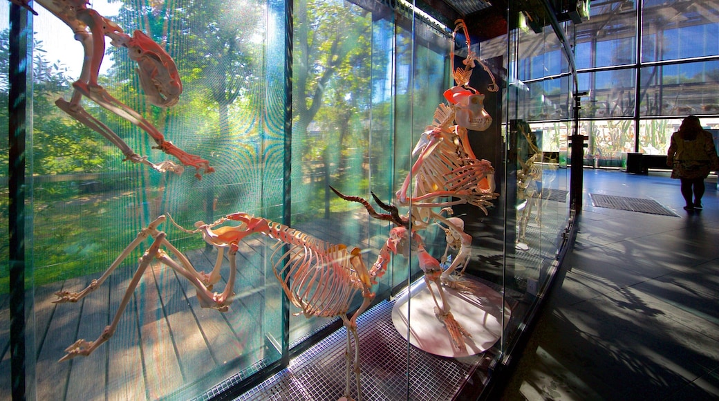 Museum of Toulouse showing interior views