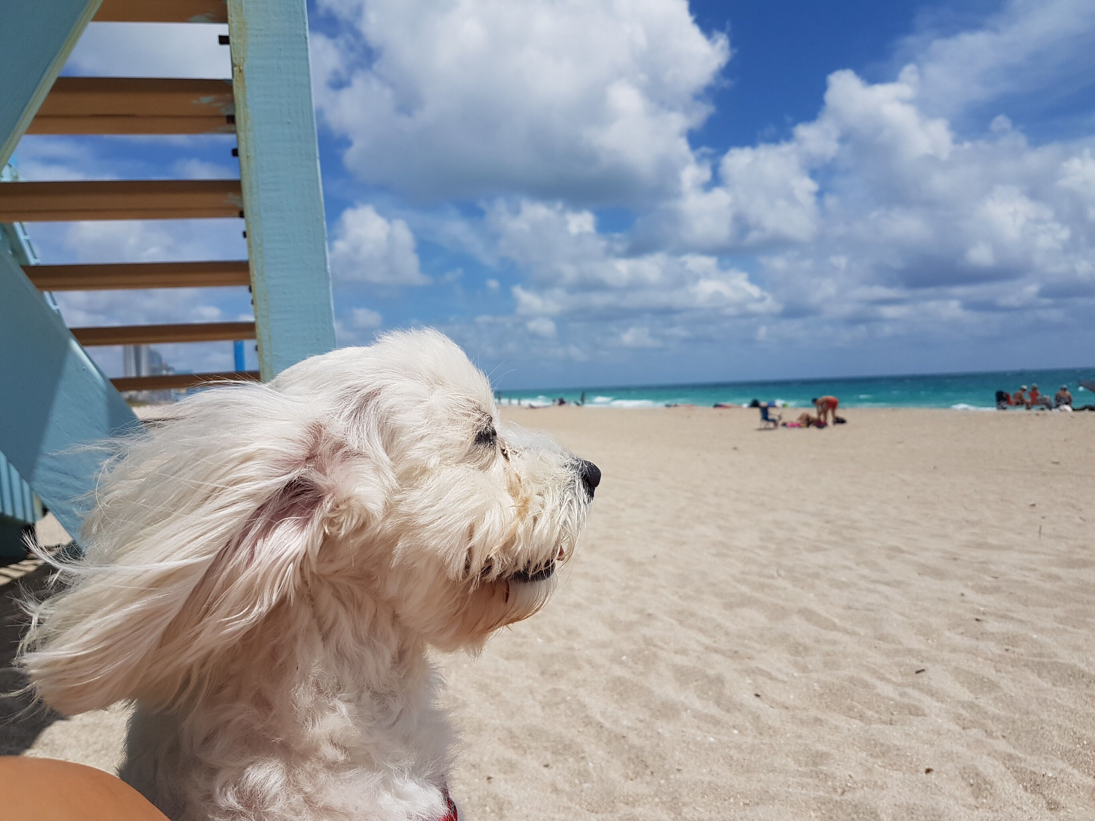 This pup loves the dog beach! One of the best four-legged friendly beaches is at Haulover between the 2nd and 3rd lifeguard houses. Bring your dogs before 3 p.m. and make sure to bring a bowl for water. We always post under the stairs to get some shade. Let the dog days of summer live on! #BVSBlue