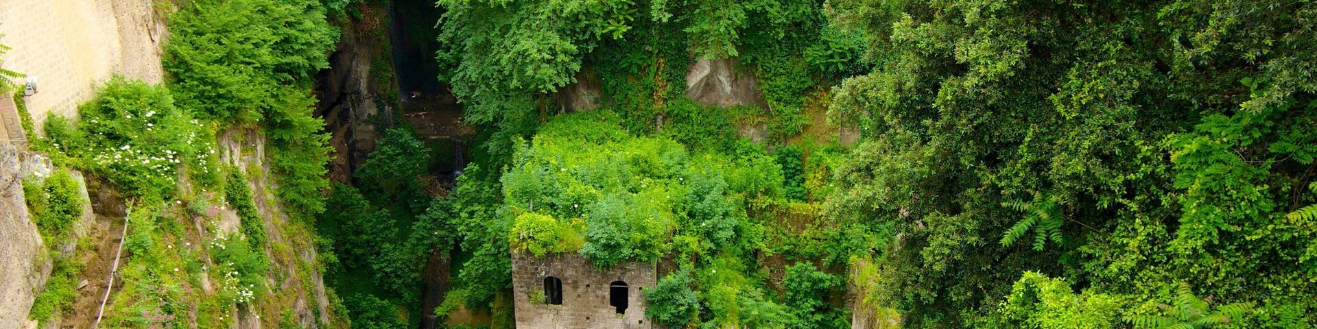 A lush green forest with a stone structure partially covered by vegetation.