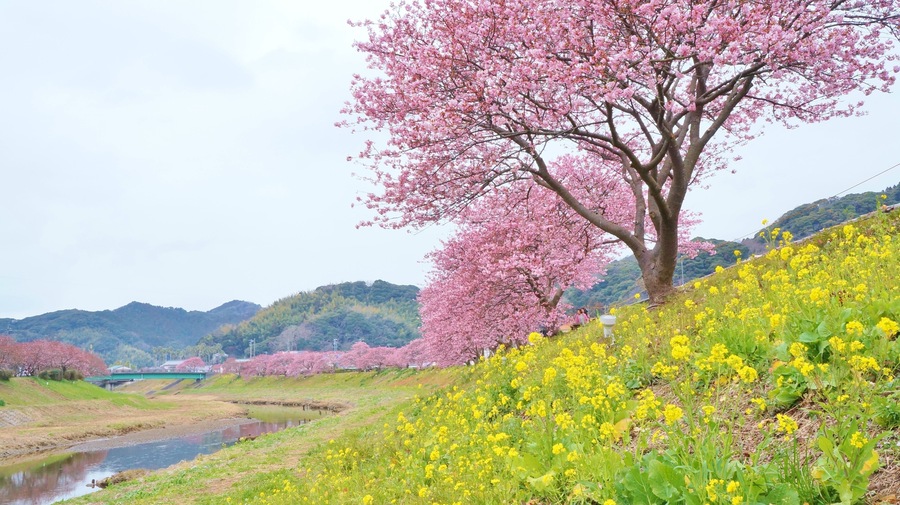 Kawazu zakura which is early blooming in Kawazu, Izu, Shizuoka, Japan; Shutterstock ID 442713670