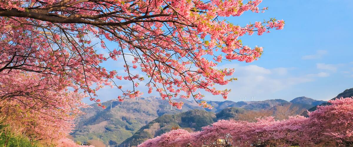 The Sakura in Kawazu area of Japan have the earliest blossom and late February is the best visiting time to see the full blossom of sakura.