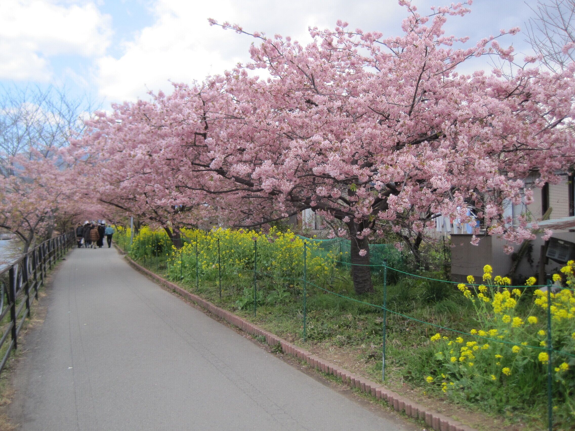 A pathway lined with cherry blossom trees and yellow flowers.