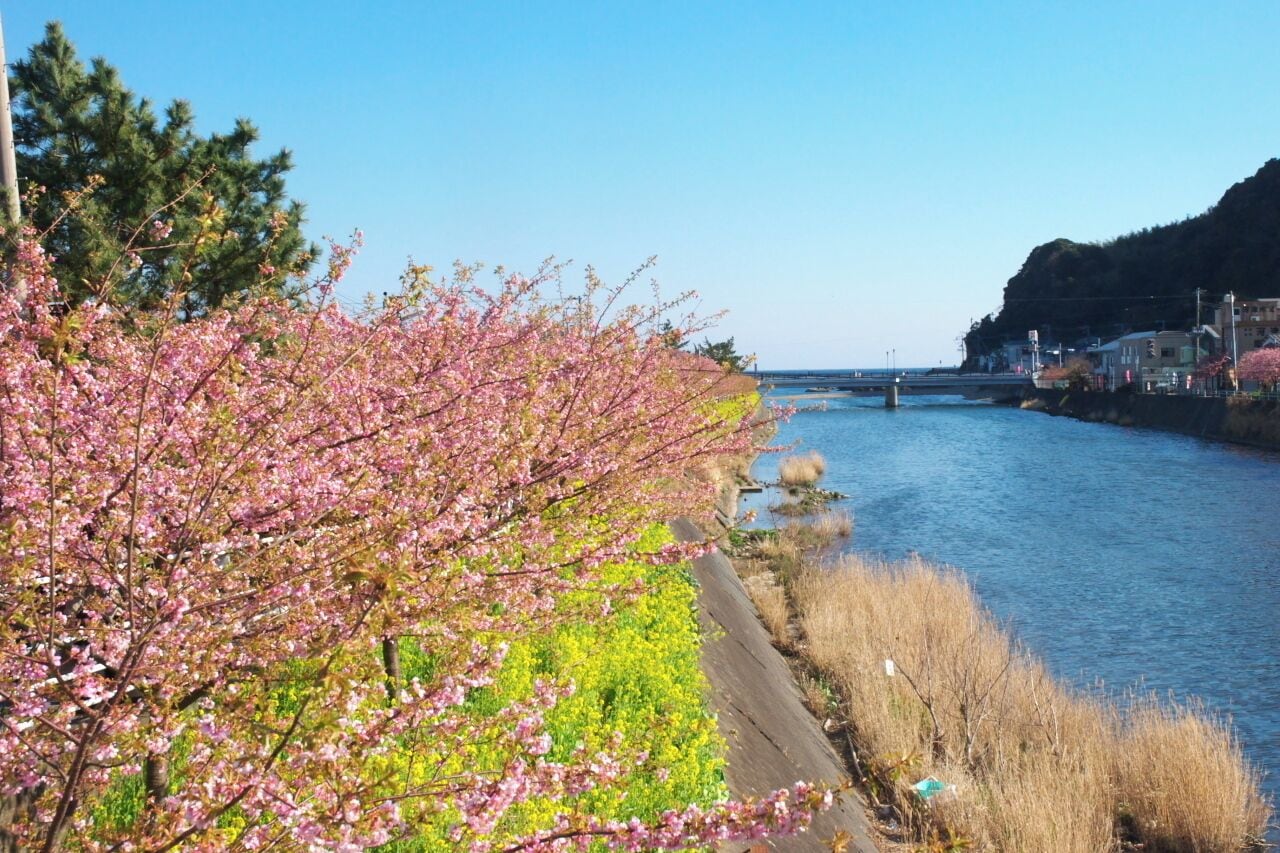 A river with cherry blossoms, a wooden walkway, and a bridge in the background.