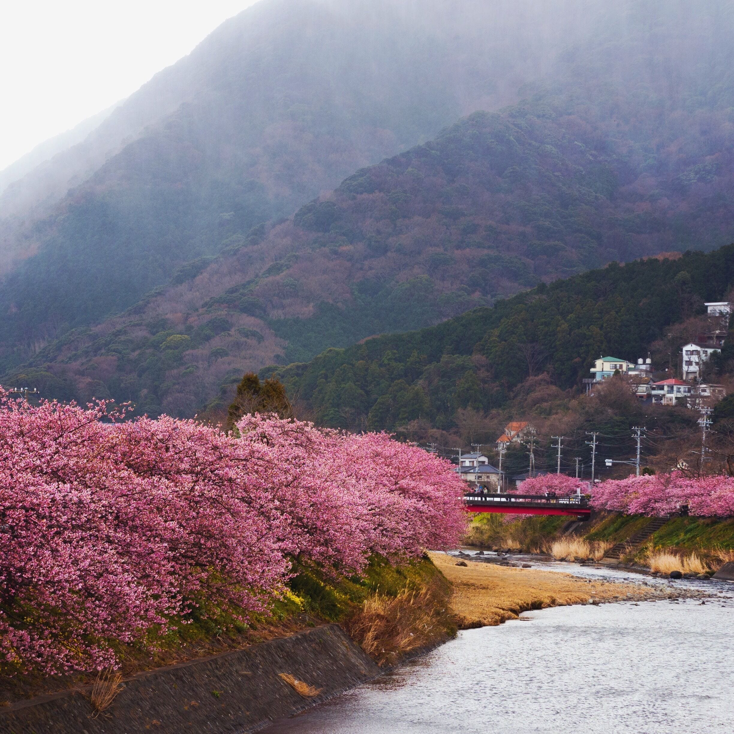 Cerezos en flor a lo largo de la orilla de un río, con un puente y casas al fondo.