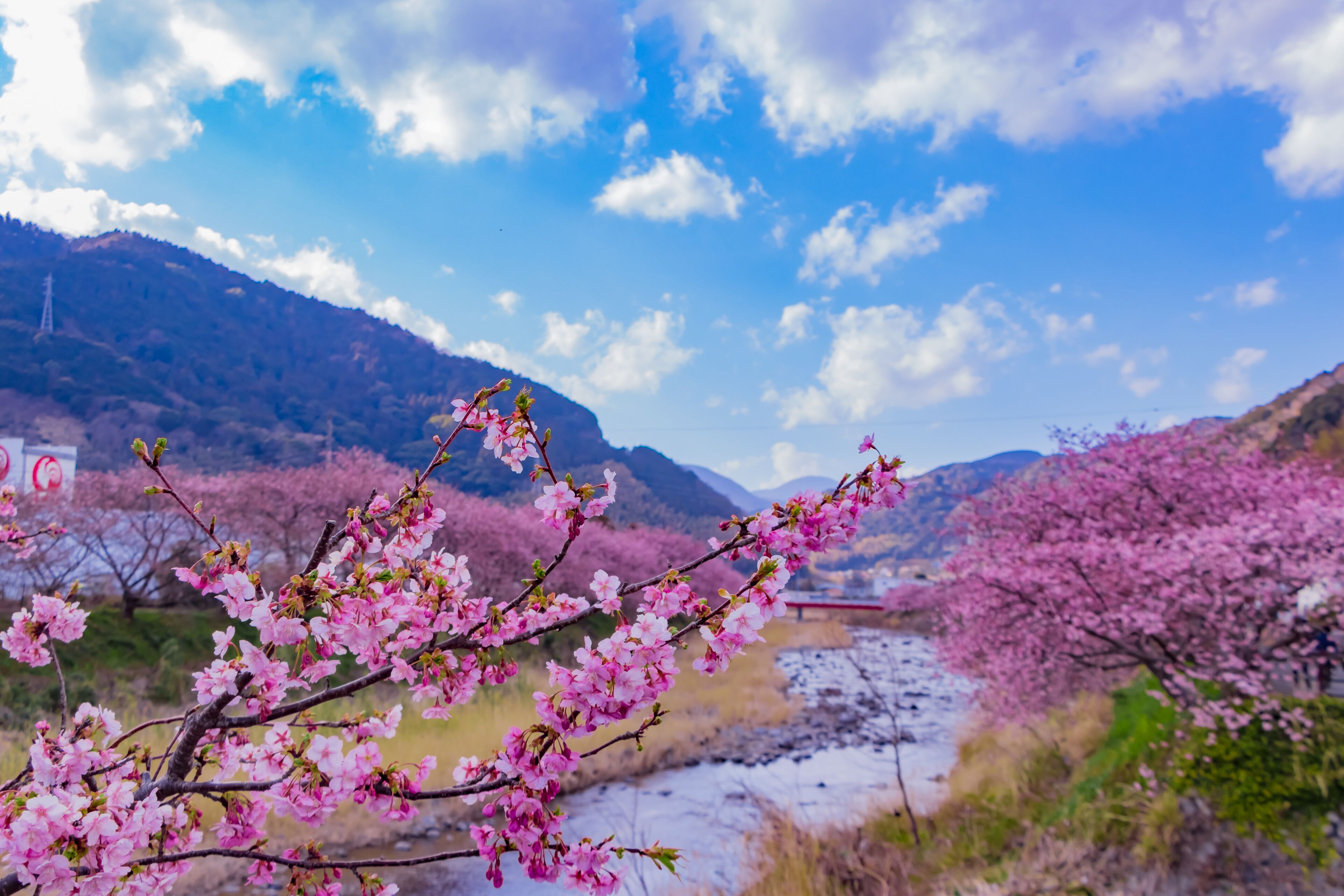 Beautiful cherry blossoms in Kawazu town, Shutterstock ID 1051642475, SF SSA Case with Manager Approval: Case 07151371, Job: Prepay credit, Client/Licensee: , Other: