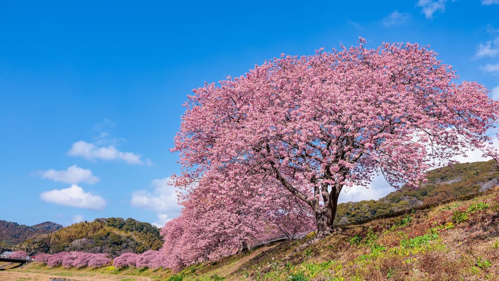 Un cerisier en pleine floraison sur une colline, sous un ciel bleu dégagé.