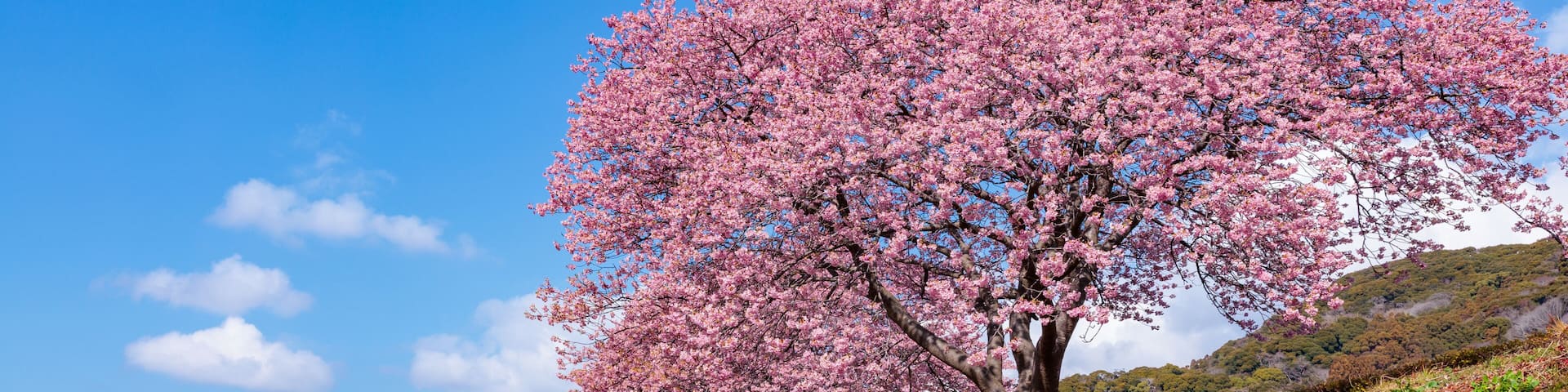 A cherry blossom tree in full bloom on a hillside with a clear blue sky.
