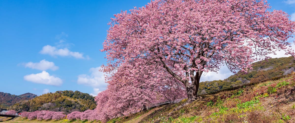 A cherry blossom tree in full bloom on a hillside with a clear blue sky.