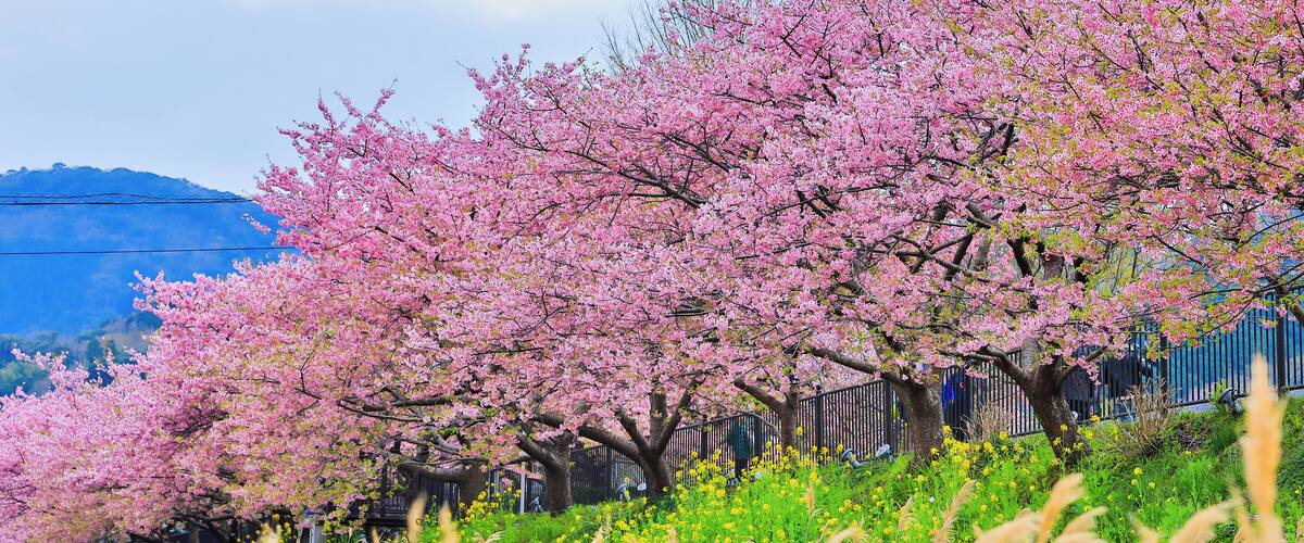 Kawazu Sakura is the most earliest sakura giving blossom in Japan and mid-February is the best time to travel to this area in Japan.