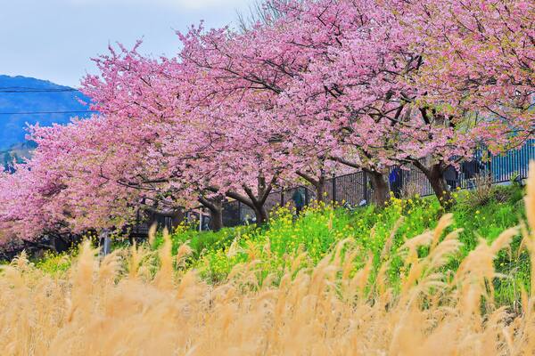 Kawazu Sakura is the most earliest sakura giving blossom in Japan and mid-February is the best time to travel to this area in Japan.
