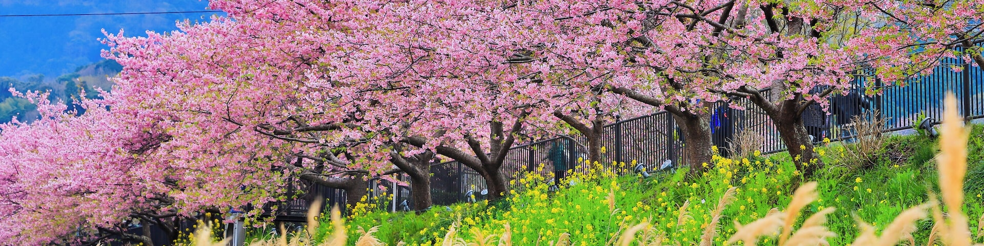 Kawazu Sakura is the most earliest sakura giving blossom in Japan and mid-February is the best time to travel to this area in Japan.