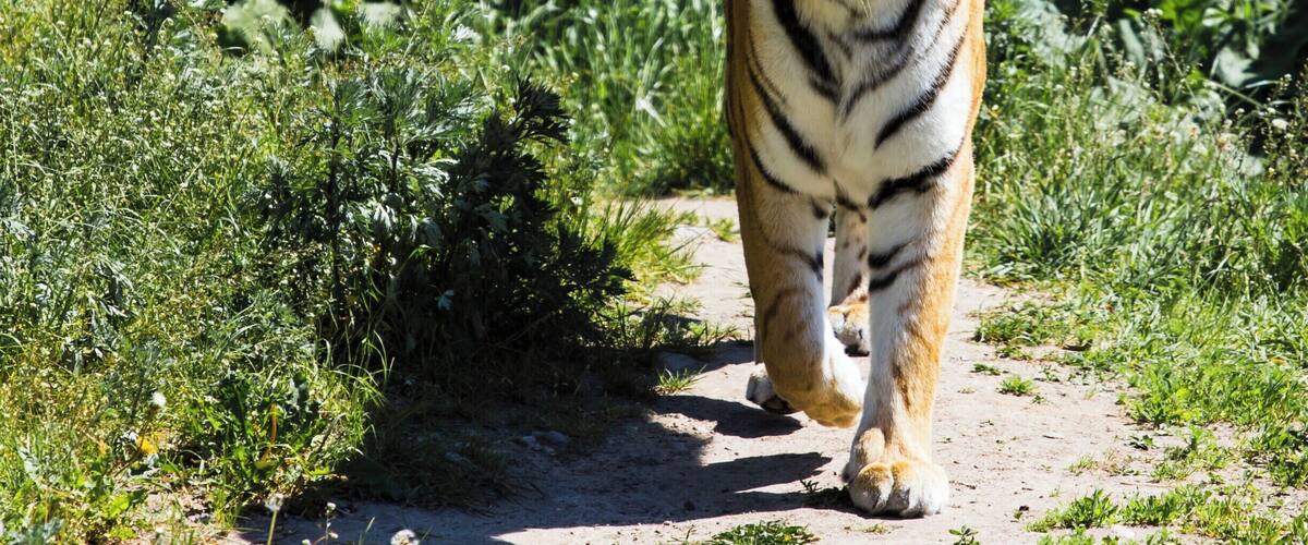 Tiger at Kolmården Zoo, Sweden