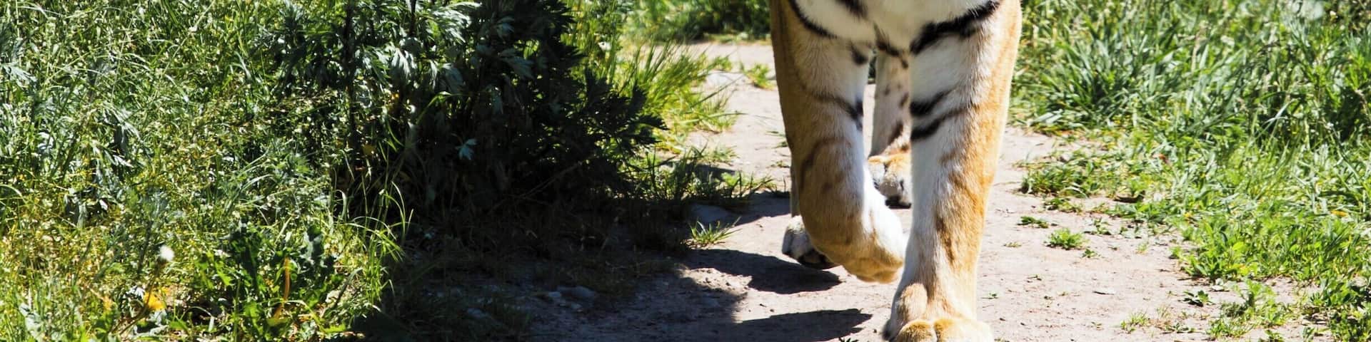 Tiger at Kolmården Zoo, Sweden