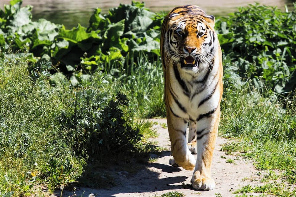 A tiger walking on a dirt path surrounded by lush green vegetation.