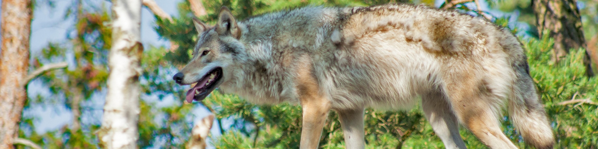 Un lobo caminando sobre una superficie rocosa con árboles al fondo.