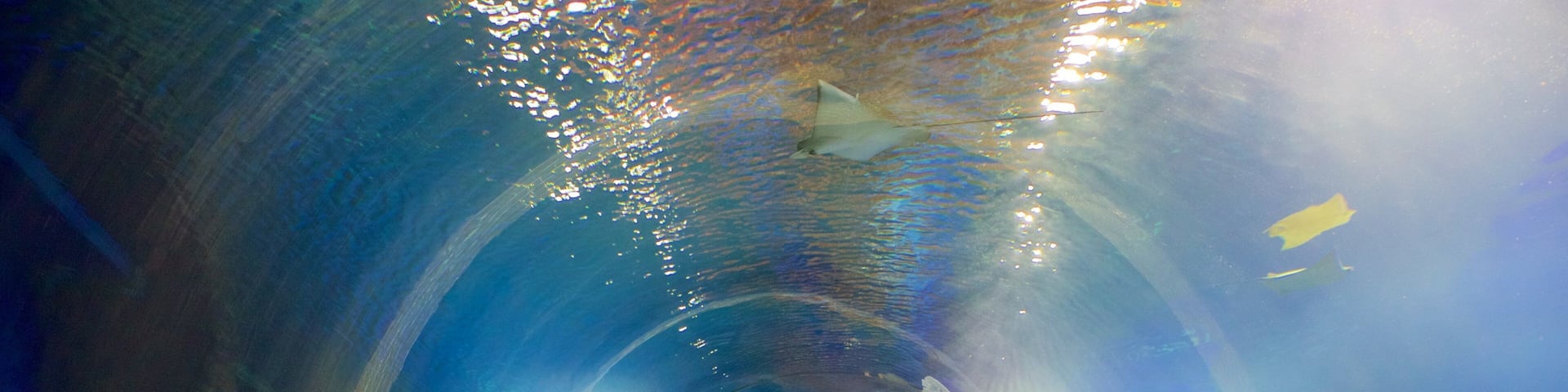 Wroclaw Zoo showing marine life as well as a small group of people