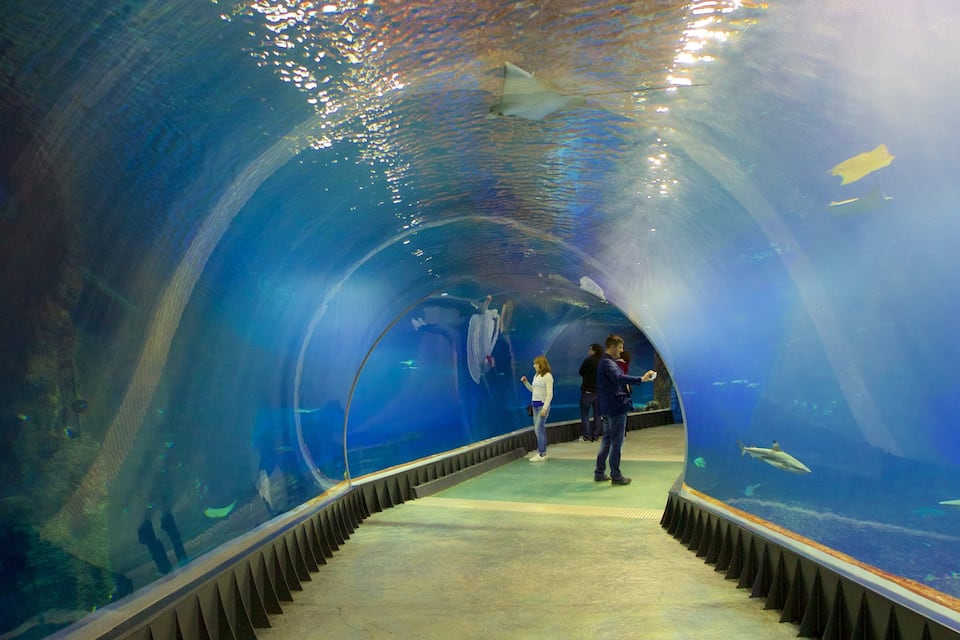 Um túnel subaquático com paredes de vidro, uma passarela central e diversas espécies marinhas visíveis.