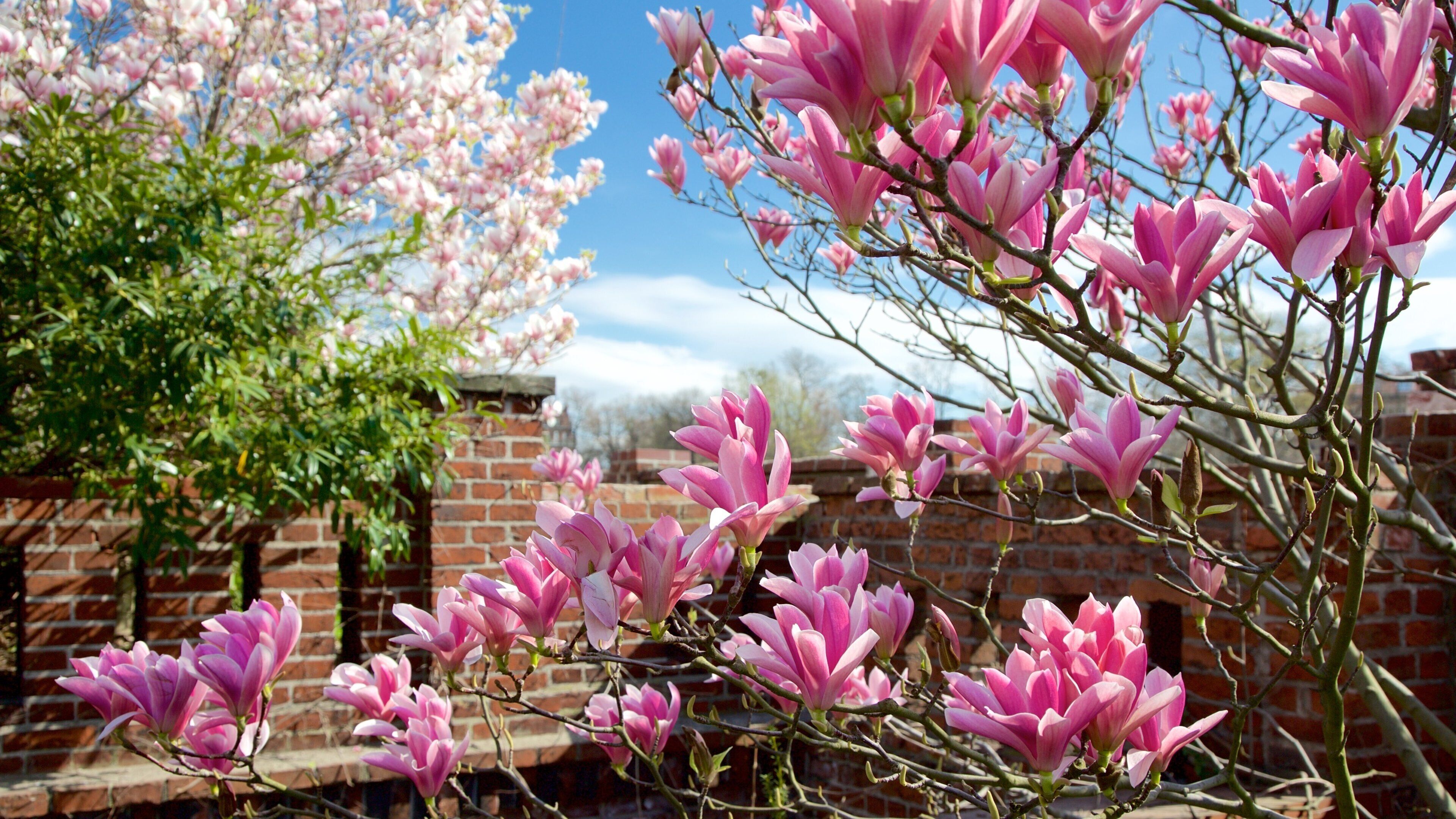 Ostrów Tumski showing wildflowers