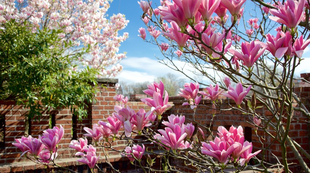 Ostrów Tumski showing wildflowers