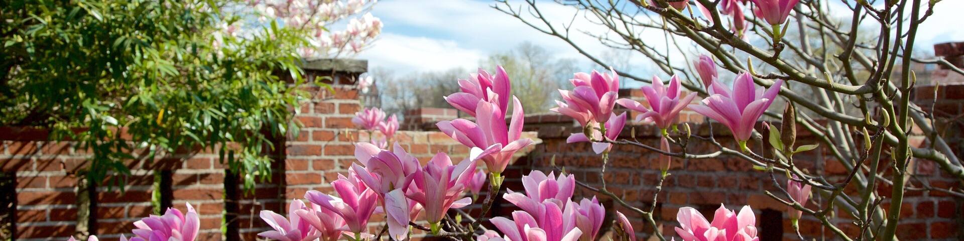 Ostrów Tumski showing wildflowers