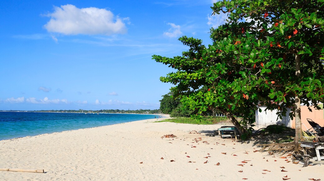 A sandy beach with a clear blue sky, a tree with red fruits, and a distant shoreline.