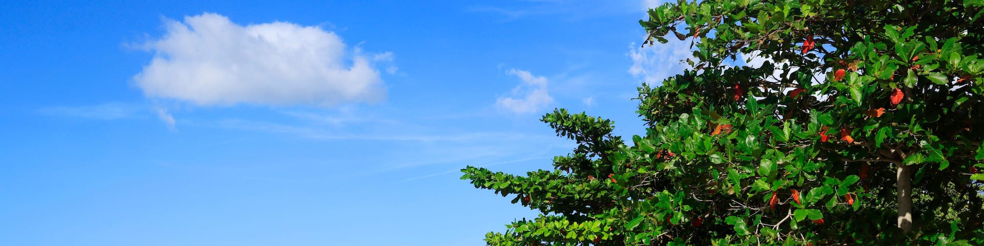 A sandy beach with a clear blue sky, a tree with red fruits, and a distant shoreline.