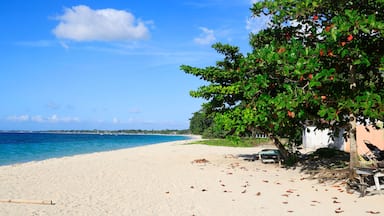 A sandy beach with a clear blue sky, a tree with red fruits, and a distant shoreline.