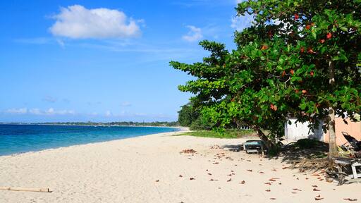 A sandy beach with a clear blue sky, a tree with red fruits, and a distant shoreline.