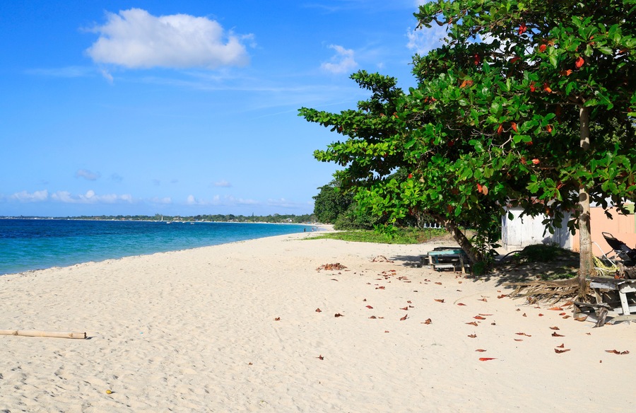 Uma praia arenosa com céu azul límpido, uma árvore com frutos vermelhos e uma linha de costa distante.