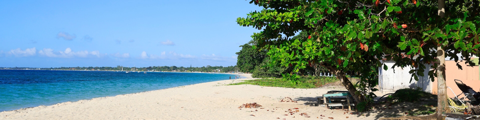 Uma praia arenosa com céu azul límpido, uma árvore com frutos vermelhos e uma linha de costa distante.