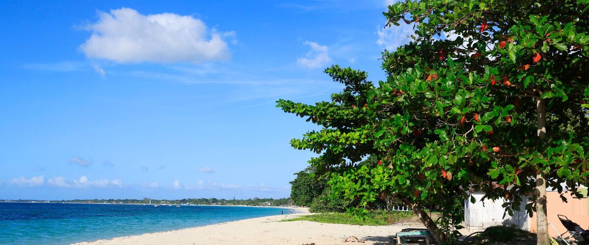 A sandy beach with a clear blue sky, a tree with red fruits, and a distant shoreline.