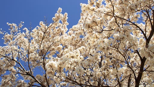 Muitos galhos de ipês carregados de cachos de flores brancas com céu ao fundo. Com espaço para texto.
