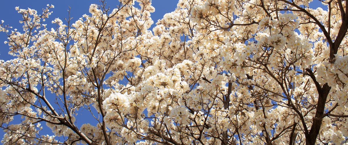 A tree with white blossoms against a clear blue sky.
